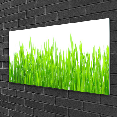 Glas foto Grass nature plant