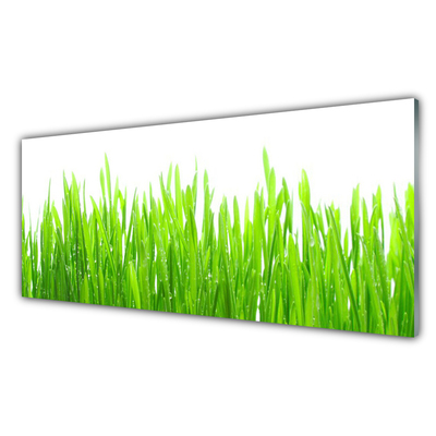 Glas foto Grass nature plant