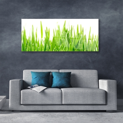 Glas foto Grass nature plant