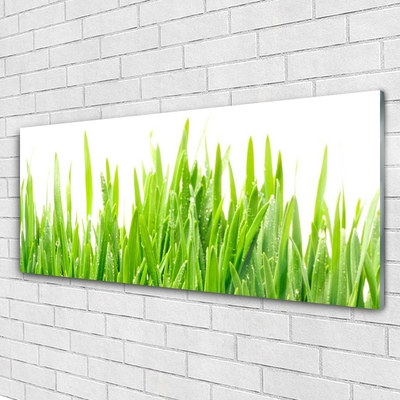 Glas foto Grass nature plant