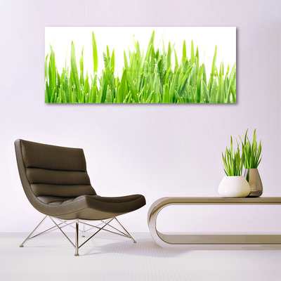 Glas foto Grass nature plant