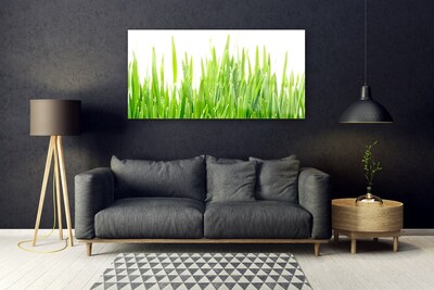 Glas foto Grass nature plant