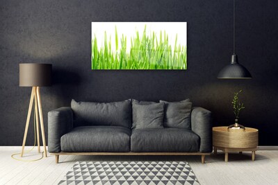 Glas foto Grass nature plant