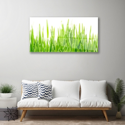 Glas foto Grass nature plant