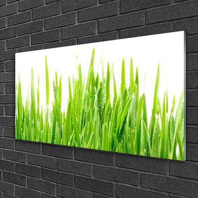 Glas foto Grass nature plant