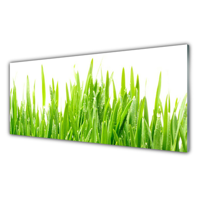 Glas foto Grass nature plant