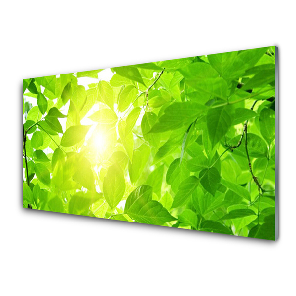 Glas foto Bladeren natuur plant zon