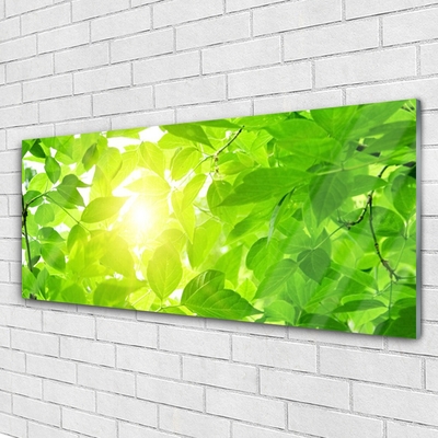 Glas foto Bladeren natuur plant zon