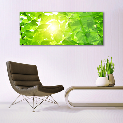 Glas foto Bladeren natuur plant zon