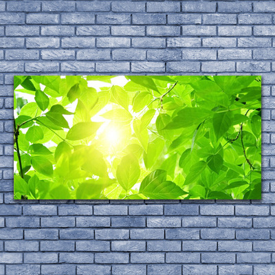 Glas foto Bladeren natuur plant zon