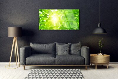 Glas foto Bladeren natuur plant zon