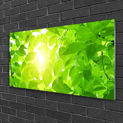 Glas foto Bladeren natuur plant zon