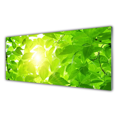 Glas foto Bladeren natuur plant zon