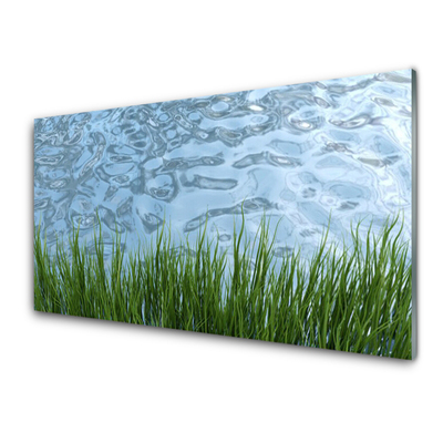 Glas foto Water grass nature