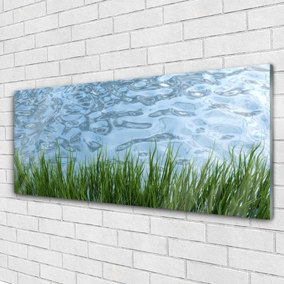 Glas foto Water grass nature