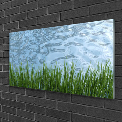 Glas foto Water grass nature