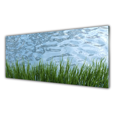 Glas foto Water grass nature