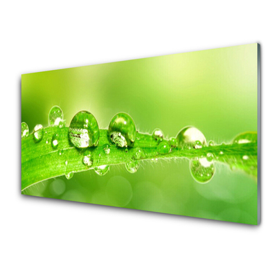Glas foto Plant blad dew drops