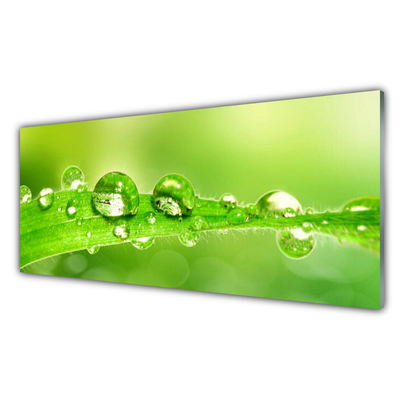 Glas foto Plant blad dew drops
