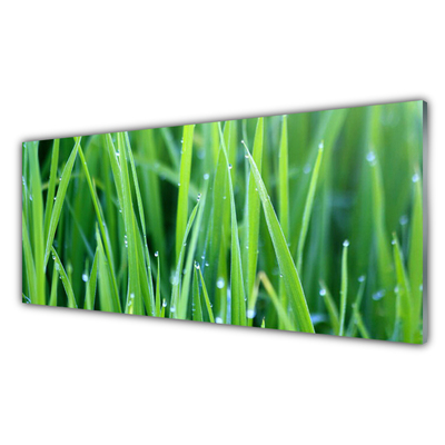 Glas foto Grass nature plant drops