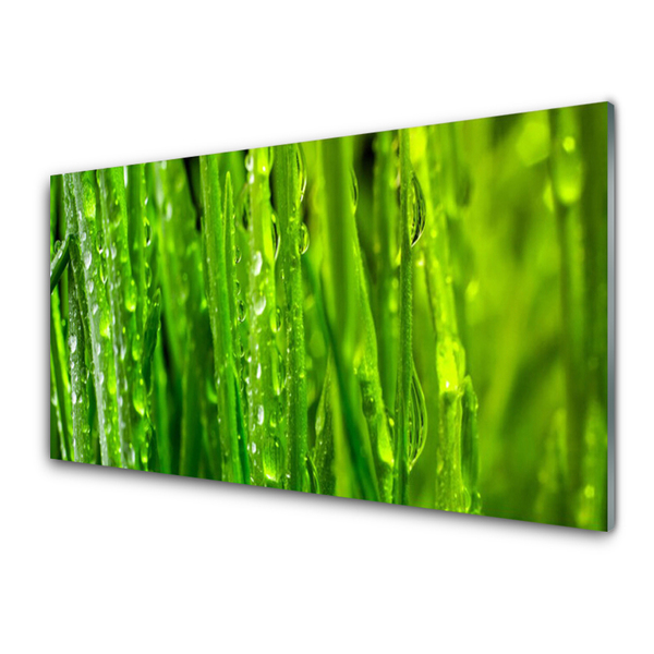 Glas foto Grass nature plant