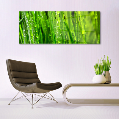 Glas foto Grass nature plant