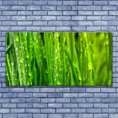 Glas foto Grass nature plant