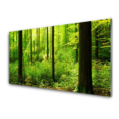 Glas foto Green forest trees nature