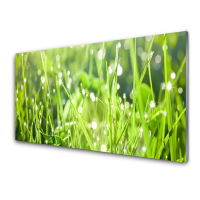 Glas foto Grass nature plant