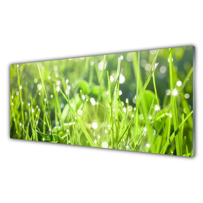 Glas foto Grass nature plant