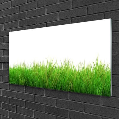 Glas foto Grass nature plant