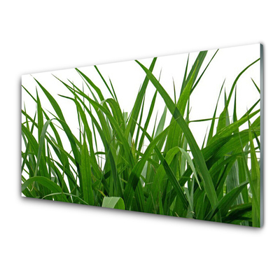 Glas foto Grass nature plant