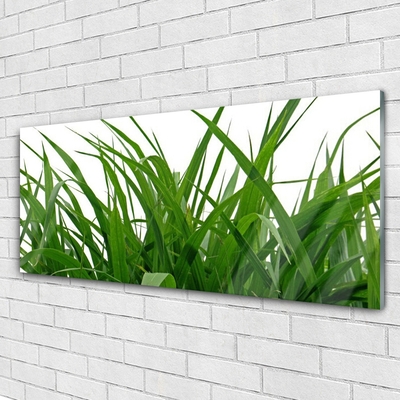 Glas foto Grass nature plant