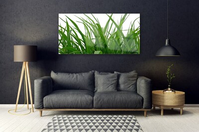 Glas foto Grass nature plant