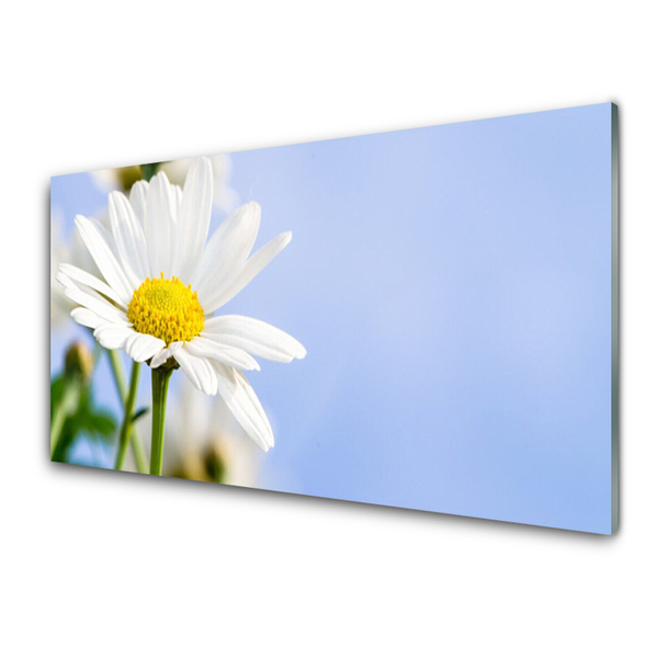 Glas foto Daisy plant nature