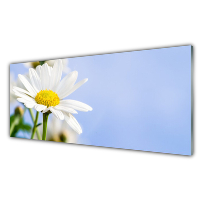 Glas foto Daisy plant nature