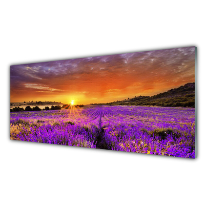 Glas foto Sunset gebied van de lavendel