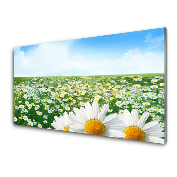 Glas foto Daisy meadow flowers field