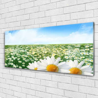 Glas foto Daisy meadow flowers field