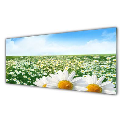 Glas foto Daisy meadow flowers field