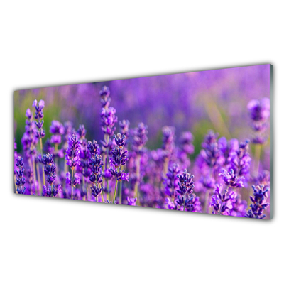 Glas foto Paarse lavendel field