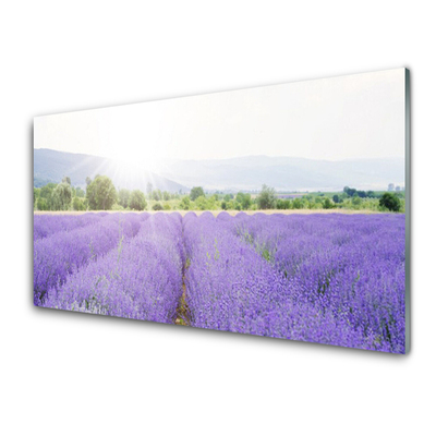 Glas foto Gebied van de lavendel weide natuur