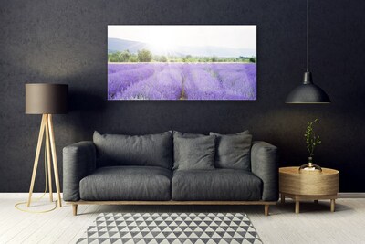 Glas foto Gebied van de lavendel weide natuur