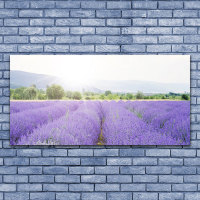 Glas foto Gebied van de lavendel weide natuur