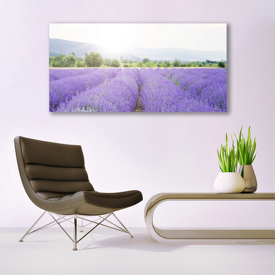 Glas foto Gebied van de lavendel weide natuur