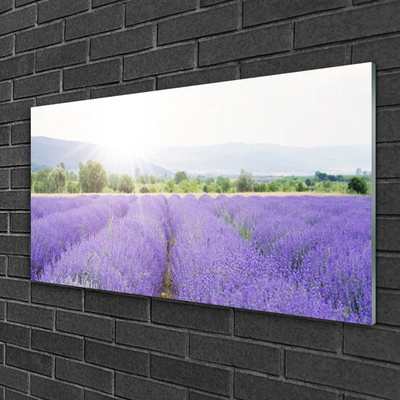 Glas foto Gebied van de lavendel weide natuur