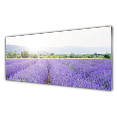 Glas foto Gebied van de lavendel weide natuur