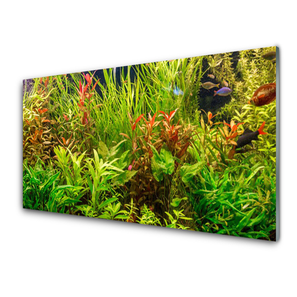 Glas foto Aquarium vissen planten