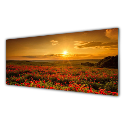 Glas foto Veld met klaprozen sunset meadow