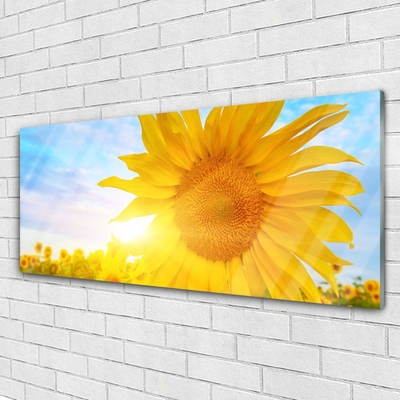 Foto schilderij op glas Zonnebloem sun flower